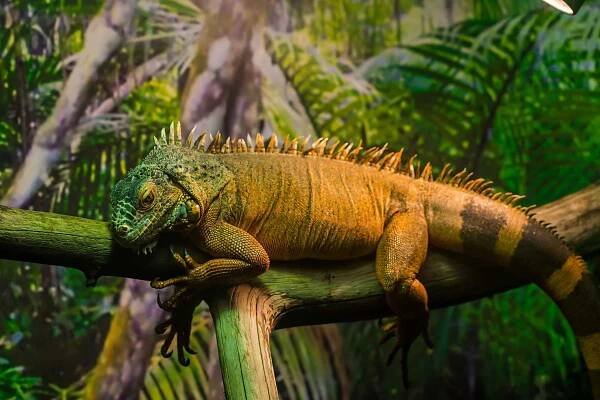 The Predators of Iguanas: Unveiling the Enigmatic World of Reptilian Pursuit - Animal Answer Guide