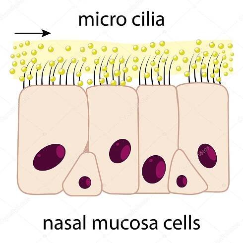 Stáhnout - Nosní sliznice buněk a mikro cilia vektorové schéma — Ilustrace