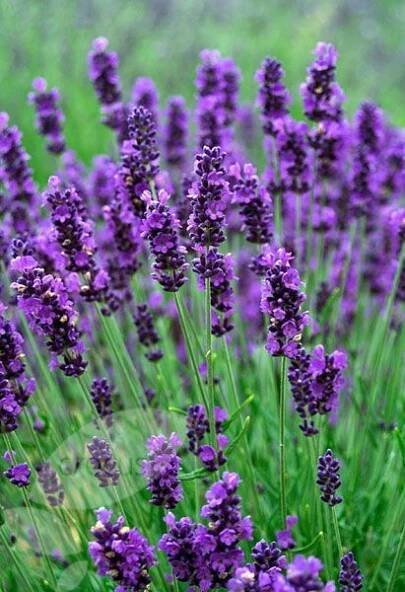 lavender flowers are blooming in the field
