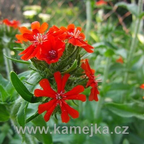 LYCHNIS CHALCEDONICA L. - Kohoutek plamenný