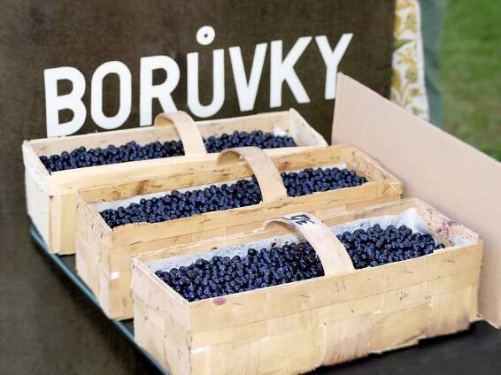 Borůvkobraní
