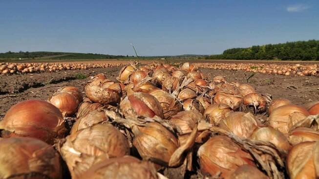Sklizeň cibule na farmě Zdeňka Šebesty v Dolních Dunajovicích na Břeclavsku začala o tři týdny později. Kvůli vytrvalým dešťům a mokré půdě.