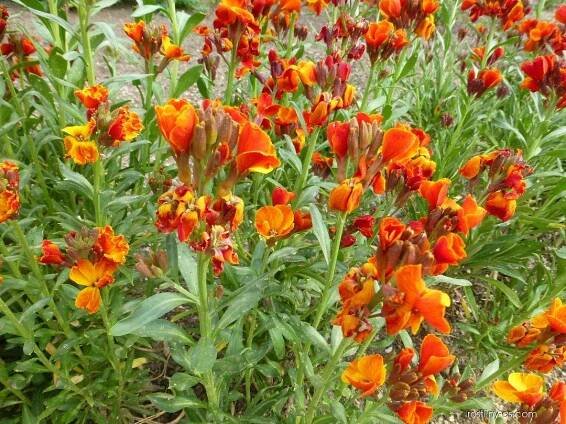 Chejr vonný - Erysimum cheiri Scarlet Bedder
