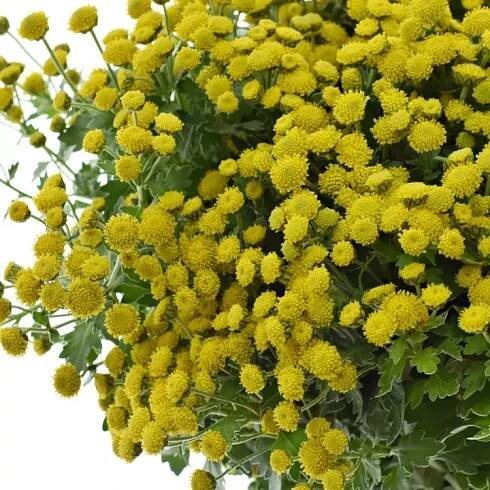 Ajanka Pacifická YELLOWDAY 55cm