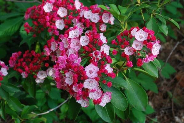 Mountain Laurel Native Plant Spotlight - Landscape Design, Installation, Maintenance and Native Plant Nursery