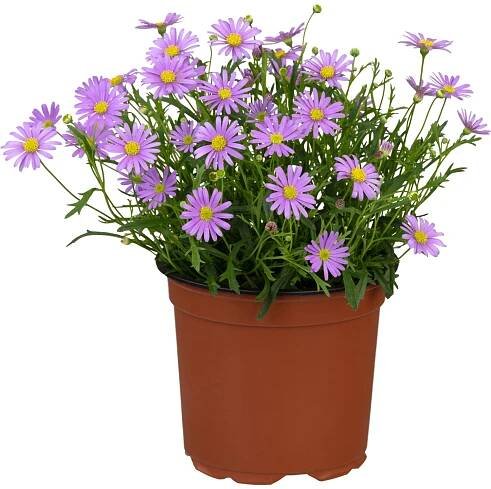 Všelicha "Mauve Delight" (Brachyscome multifida) modrá, pr. květináče cca 12 cm