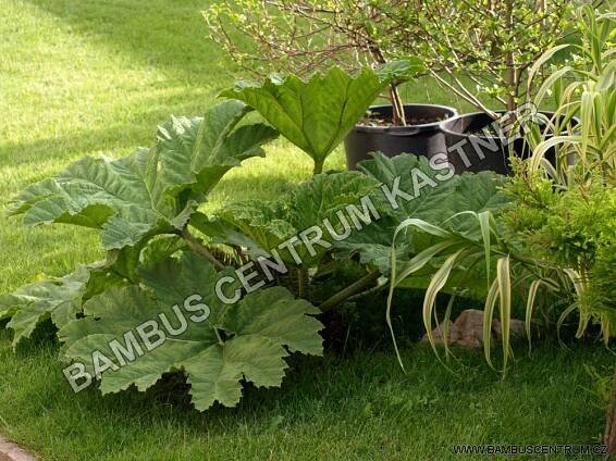 Gunnera manicata (2)
