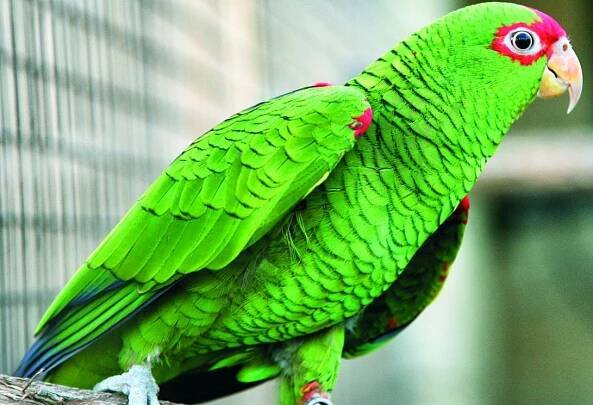 V papouščí zoo v Bošovicích se vylíhla dvě mláďata vzácného amazoňana nádherného - Brňan