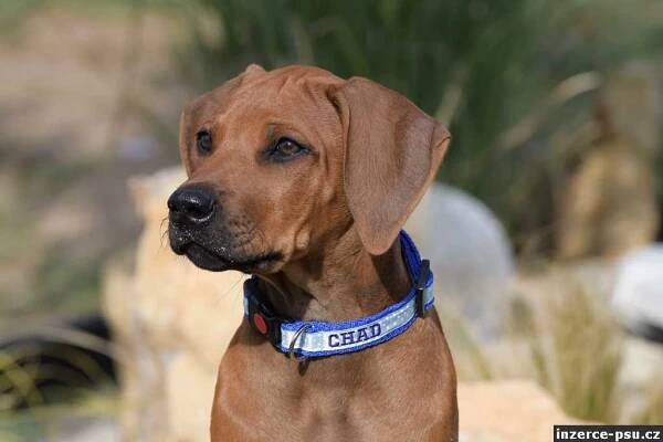 Rhodéský Ridgeback - vymazlení kluci s PP k odběru