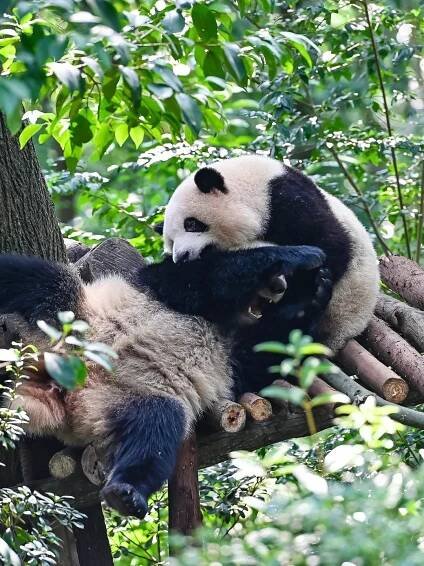 Chengdu Panda Base – NewsNove