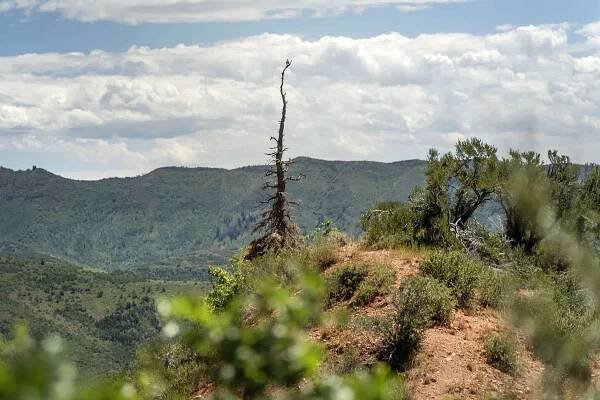 Juab County: Where Every Bird Tells a Story - Birding in Juab, UT
