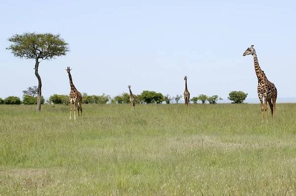 Žirafy v národní rezervaci Masai Mara
