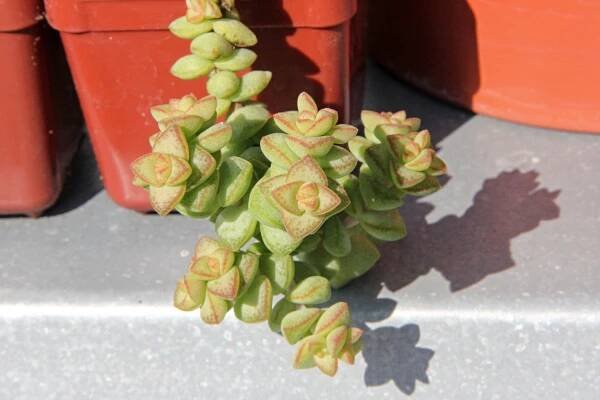 Crassula rupestris