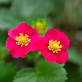 Bushel and Berry® Scarlet Belle™ Strawberry Plant - Stark Bro’s