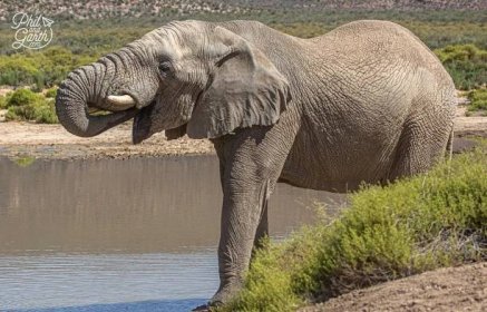 An elephant drinking some water at the lake
