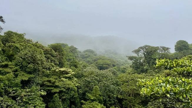 Monteverde a El Tigre Latinská Amerika