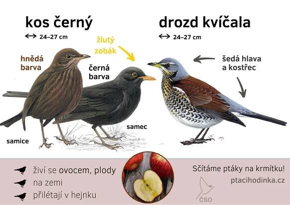 Pracovní listy č. 11 – ptáci | Klub Mladých myslivců