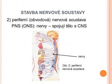 2) periferní (obvodová) nervová soustava. PNS (ONS): nervy – spojují tělo s CNS. nervy. Obr. 2: periferní nervová soustava.