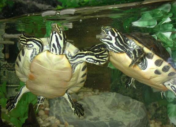 Futterseite für Sumpfschildkroeten Wasserschildkroeten