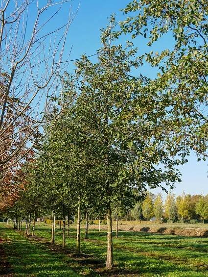 Alnus glutinosa | olše lepkavá - Van den Berk školky