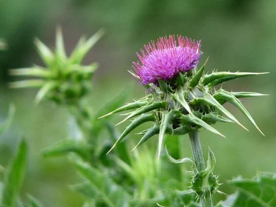 Milk Thistle Plant