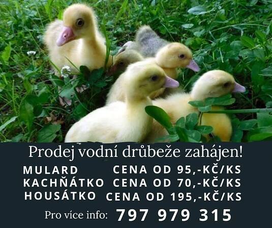 Prodej vodní drůbeže