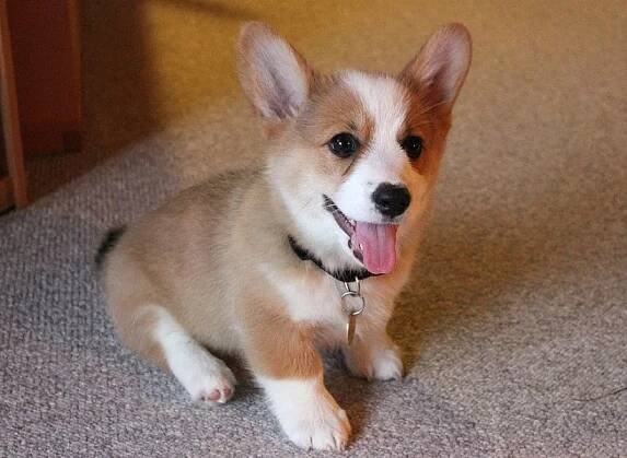 Štěňata Corgi na prodej - Celá ČR, Prodám
