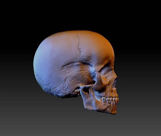 Child Skull Right Side