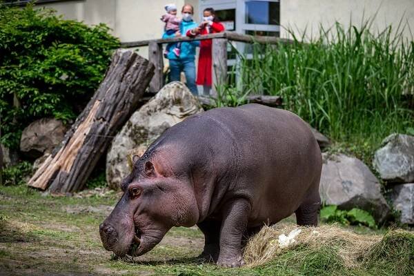 Ostrava bude hledat nového ředitele zoo. Kdo má ambice?
