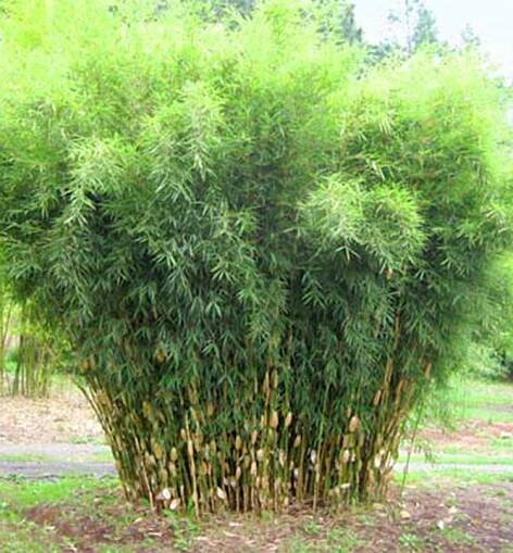 Bambus / Fargesia robusta ́PINGWU ́ 50-60 cm, kont. 3,5 l