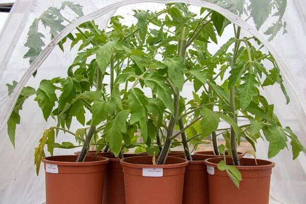 EFFICACY EVALUATION OF BEAUVERIA BASSIANA AGAINST TUTA ABSOLUTA (GNORAB) UNDER CONTROLLED CONDITIONS – Agrigeos
