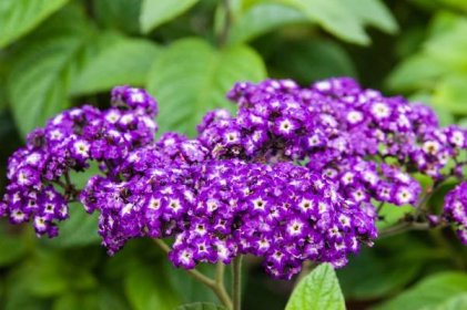 Heliotrope flowers with green leaves
