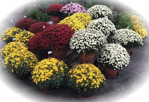Chrysanthemen-Büsche