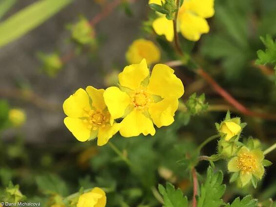 Potentilla verna – mochna jarní • Pladias: Databáze české flóry a vegetace