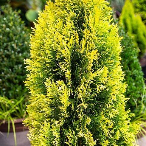 #3 - Southern Living® Forever Goldy™ Arborvitae Tree