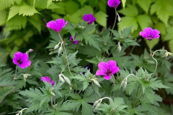 Geranium ‘Patricia’