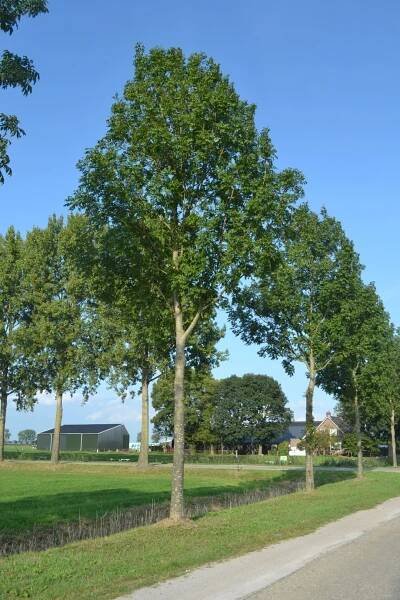 Fraxinus excelsior 'Atlas'