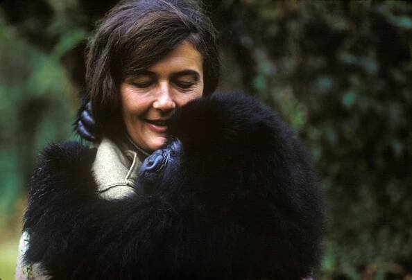 Fosseyová a tajemství v mlze - Z filmu - Dian Fossey