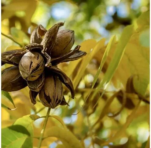 Ořechovec dřípatý × pekanový lat. Carya laciniosa × illinoinensis  mrazuvzdorný hybrid s chutnými plody
