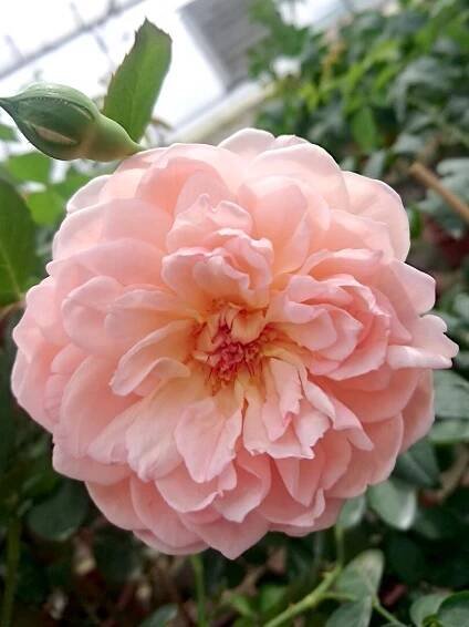 ‘Sonia Rykiel’ Rose