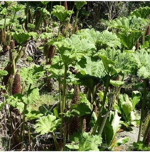 Barota rukávovitá - Gunnera manicata - semena - 6 ks
