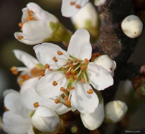 Trnka obecná (Prunus spinosa)