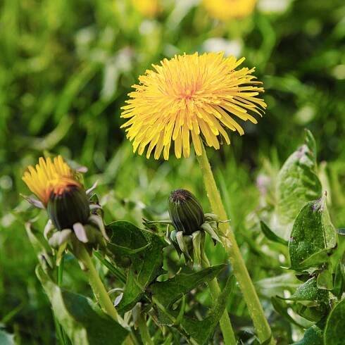 Banish dandelions on your lawn by pouring this free liquid on it — no chemicals needed