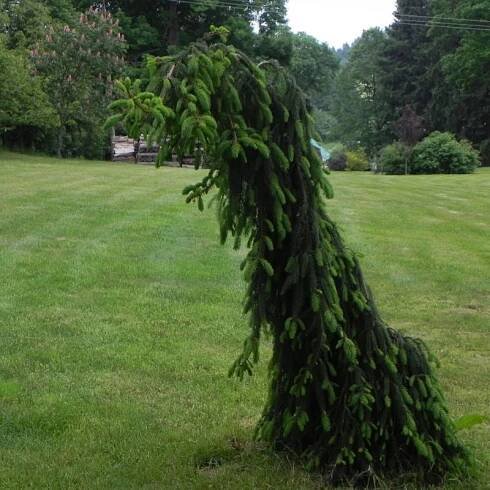 Picea abies INVERSA