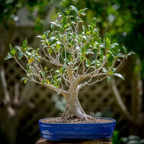 Ficus Development – tracking ficus development over several years