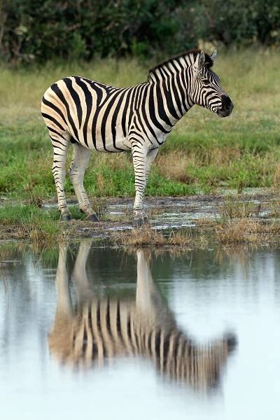 Wildlife of Chobe National Park, Botswana | Chris Hill Wildlife Photography
