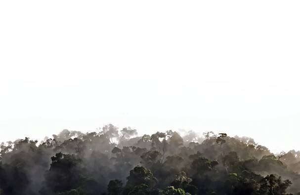 Misty rain forest panorama 2. Photo: David Clode. Mt Whitfield, Australia.
