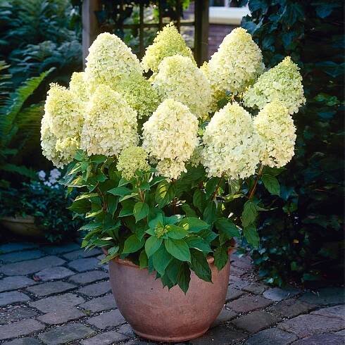 #2 - Limelight Hydrangea Shrub