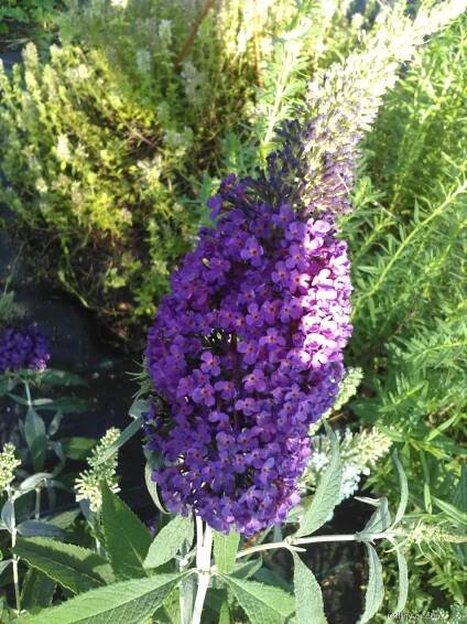 Komule Davidova - motýlí keř (Buddleia davidii)