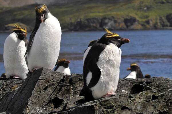 macaroni penguin facts